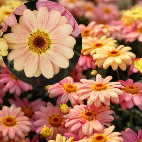 Argyranthemum frutescens 'Aramis® Peach Eye' - Põõsas-hõbekakar 'Aramis® Peach Eye' P9/0,55L